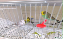Budgerigars birds for sale: Budgies for sale  - Image 7