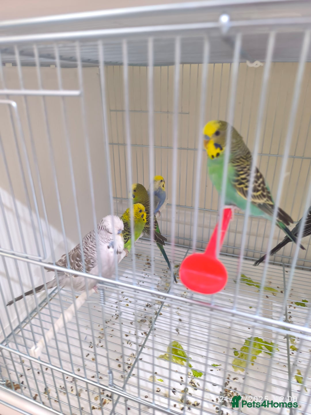 Budgerigars birds for sale: Budgies for sale  - Image 7