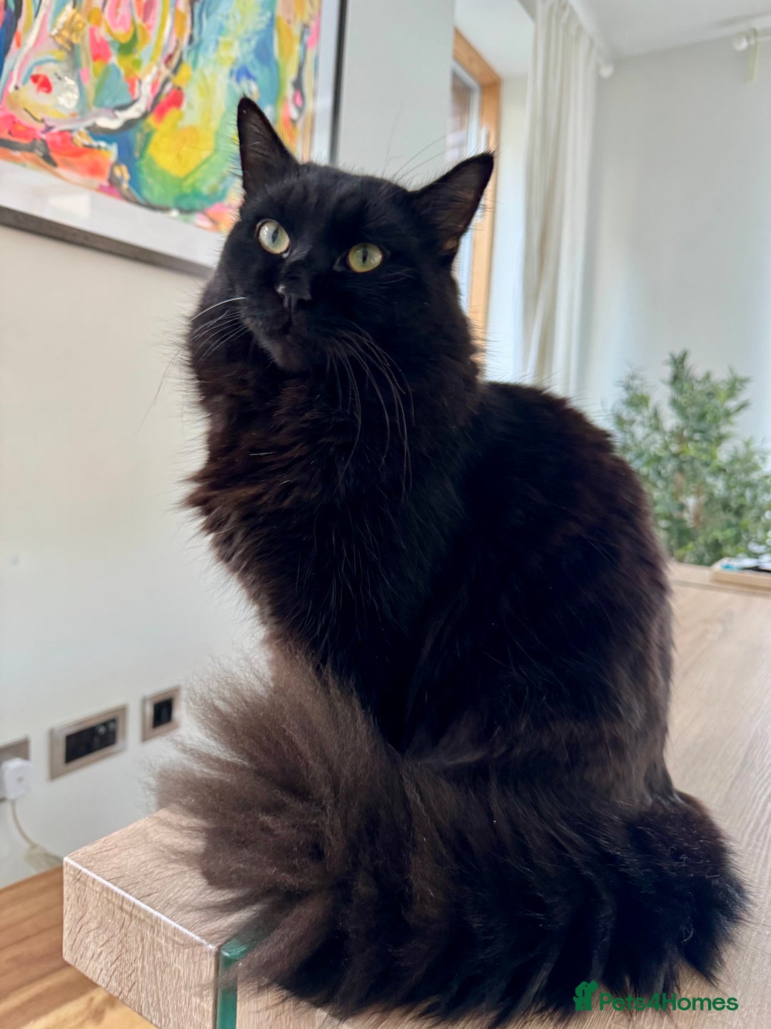 Siberian cats for sale: Affectionate Siberian-Mix Kitten (12 Months) - Advert 5