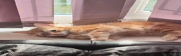 Mixed Breed cats for sale: Ginger male kitten - Advert 4