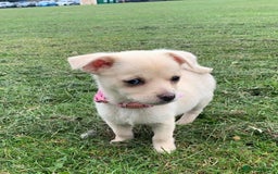 Pomchi dogs for sale: Pomchi girl - Image 5