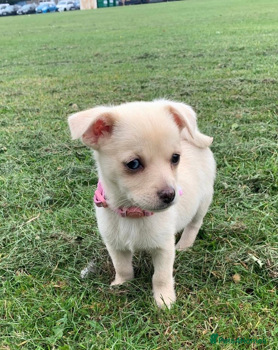 Pomchi dogs for sale: Pomchi girl - Image 5