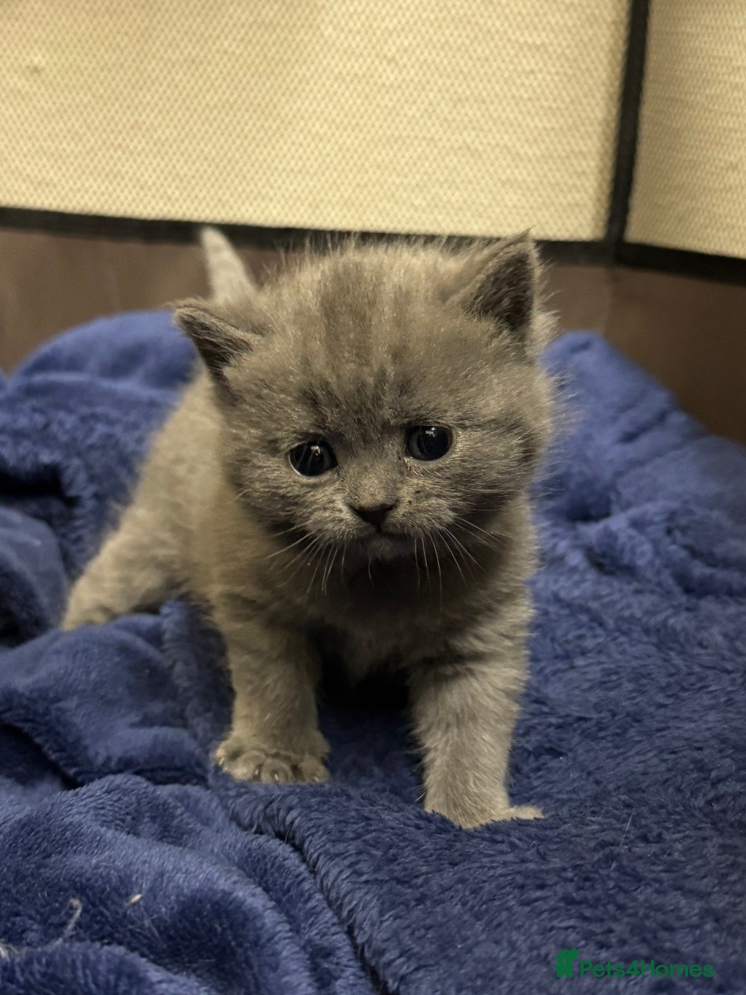 British Shorthair cats for sale: Pure British short hair  - Advert 4