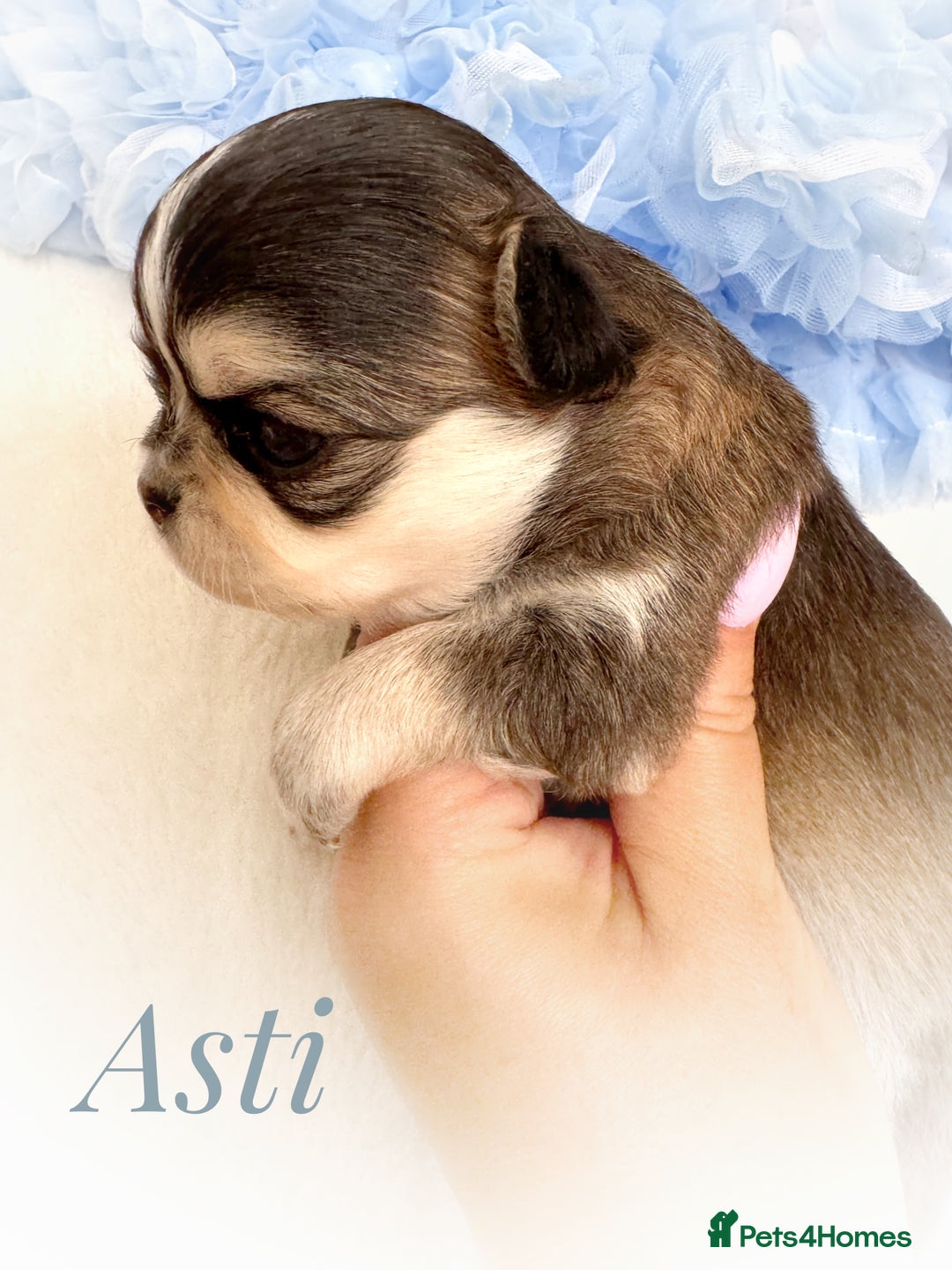 Chihuahua dogs for sale: KC rare husky marking chihuahua puppies Thai lines - Image 23