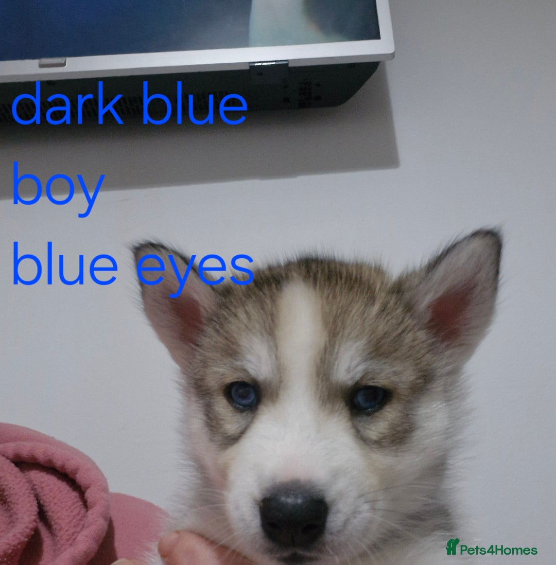 Siberian Husky dogs for sale: 8 husky pups - Advert 15
