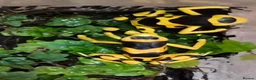 Frog reptiles for sale: Bumblebee frogs(Dendrobates tinctorius)accessories - Advert 1