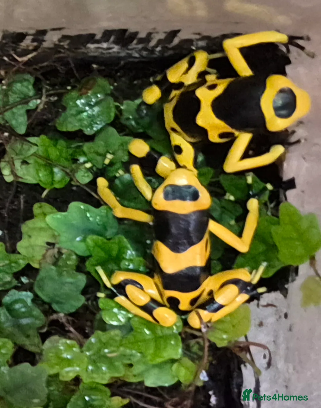 Frog reptiles for sale: Bumblebee frogs(Dendrobates tinctorius)accessories - Advert 1