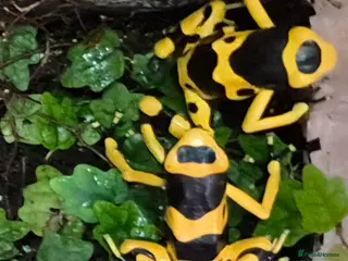 Frog reptiles Bumblebee frogs(Dendrobates tinctorius)accessories - Advert 6