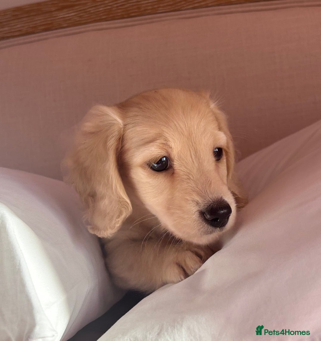 Miniature Dachshund dogs for sale: KC 🐶 Miniature Long Haired Cream Dachshund 🐶  - Advert 9