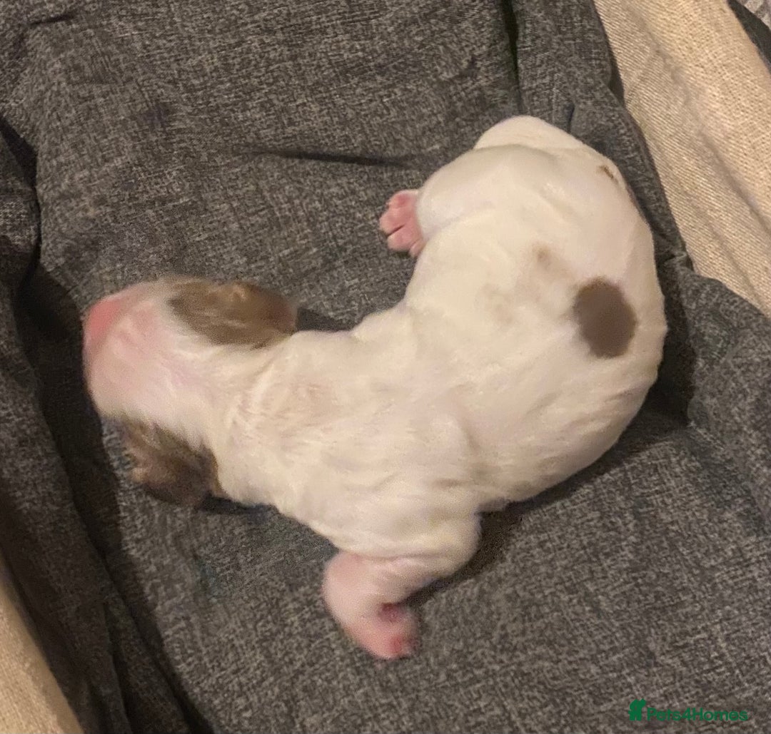 Cocker Spaniel dogs for sale: ‘Show Type’ Cocker Spaniel Puppies. KC Registered. - Advert 21