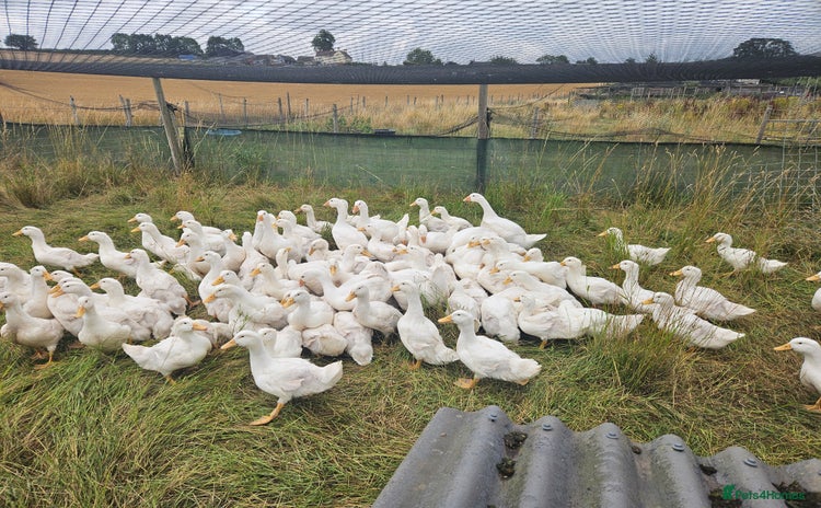 Ducks poultry - Advert 7