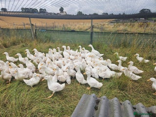 Ducks poultry - Advert 19