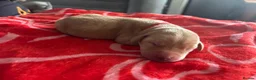 Labrador Retriever dogs for sale: Labrador puppies. PLEASE READ DESCRIPTION.  - Advert 8