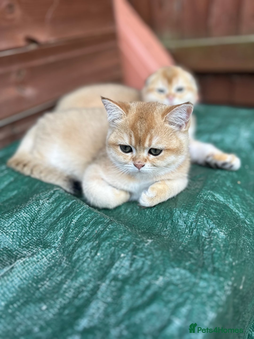 Scottish Fold cats for sale: 1male  1 female READY TO COLLECT - Image 27