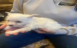 Mixed Breed dogs for sale: Westie x jack russels  - Image 7