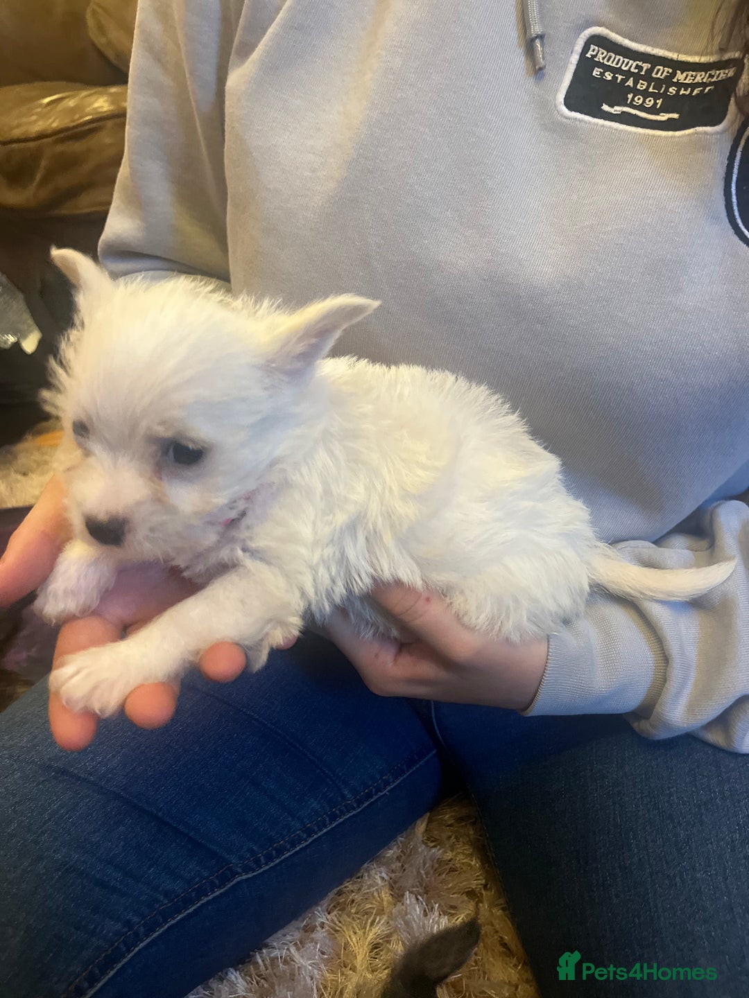 Mixed Breed dogs for sale: Westie x jack russels  - Image 7