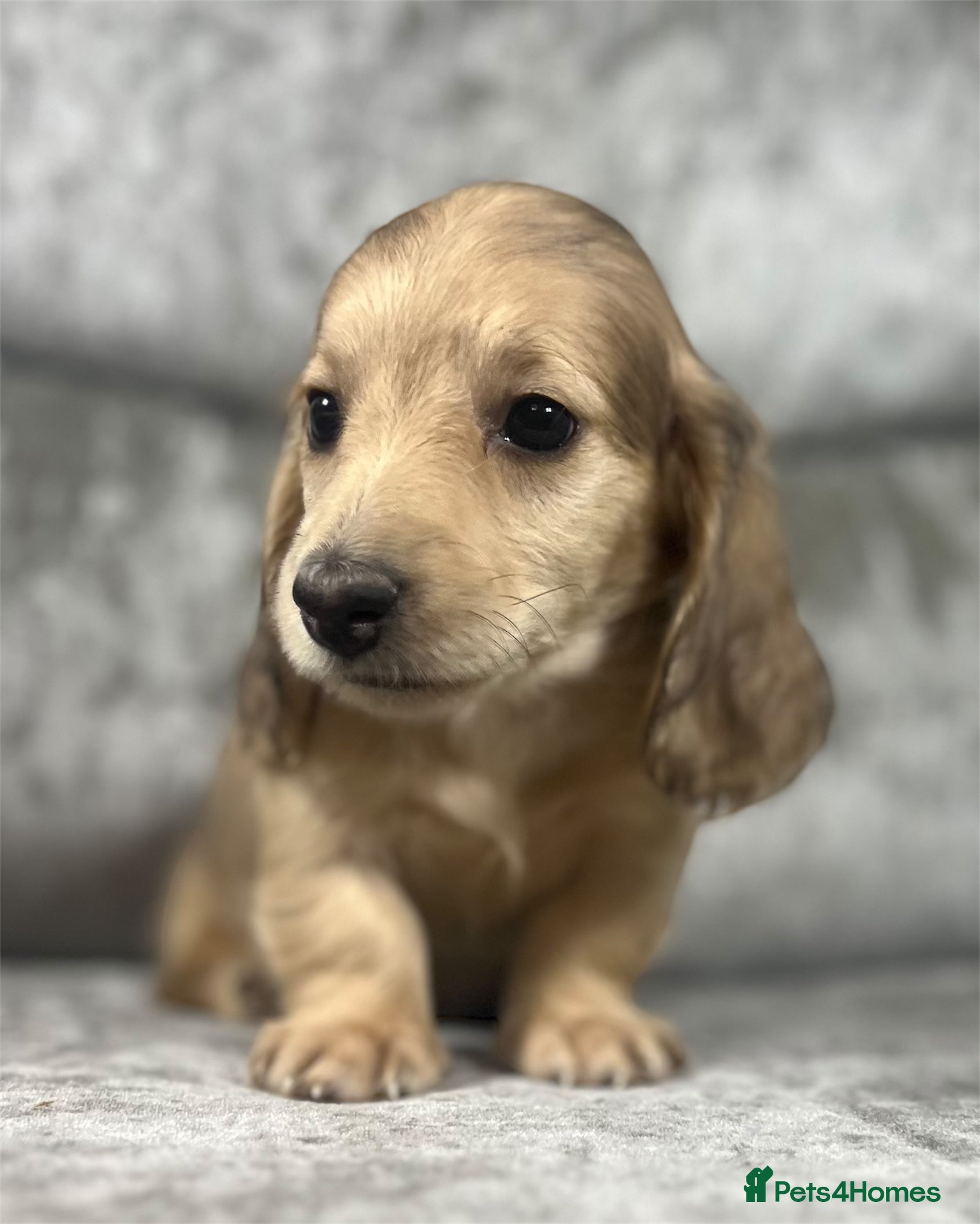 Dachshund dogs KC miniature long hair dachshunds for sale - Advert 18
