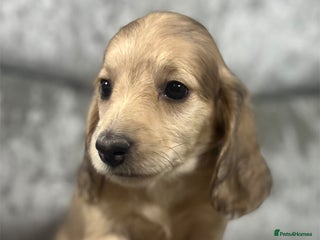 Dachshund dogs KC miniature long hair dachshunds for sale - Advert 18