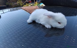 Mini Lop rabbits for sale: 3 lovely mini lop males for sale - Image 3