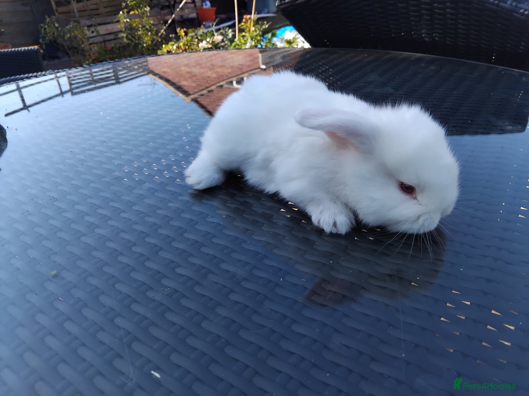 Mini Lop rabbits for sale: 3 lovely mini lop males for sale - Image 3
