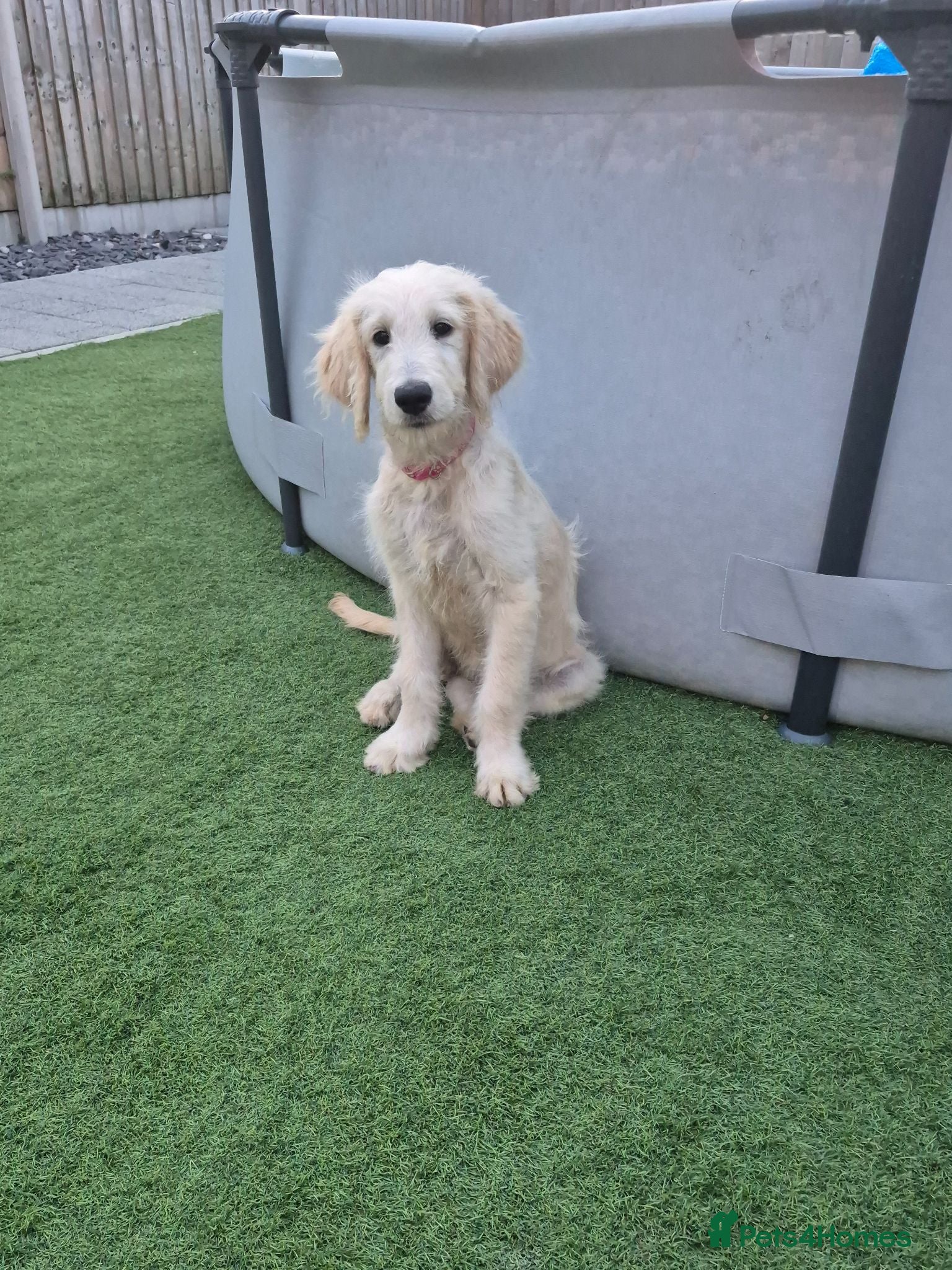 Goldendoodle dogs F1 standard goldendoodle  - Advert 1