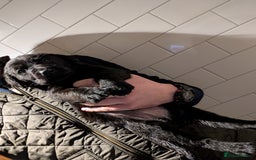 Labrador Retriever dogs for sale: Labrador Retriver Pupies For Sale - Image 15