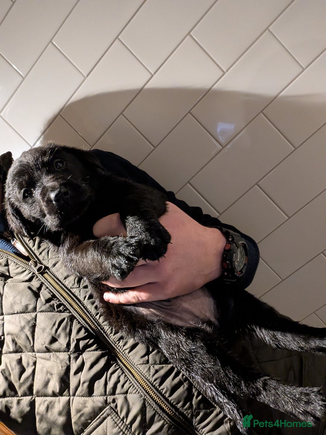 Labrador Retriever dogs for sale: Labrador Retriver Pupies For Sale - Image 15