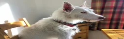 Ibizan Hound dogs for adoption: Babu - Spanish Podenco  in Doncaster - Advert 9
