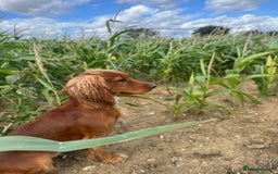 Cocker Spaniel dogs for stud: For Stud - Camsiscan Solaris Samurai  - Image 6