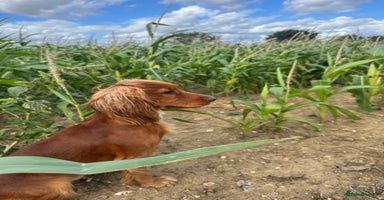 Cocker Spaniel dogs - Advert 2