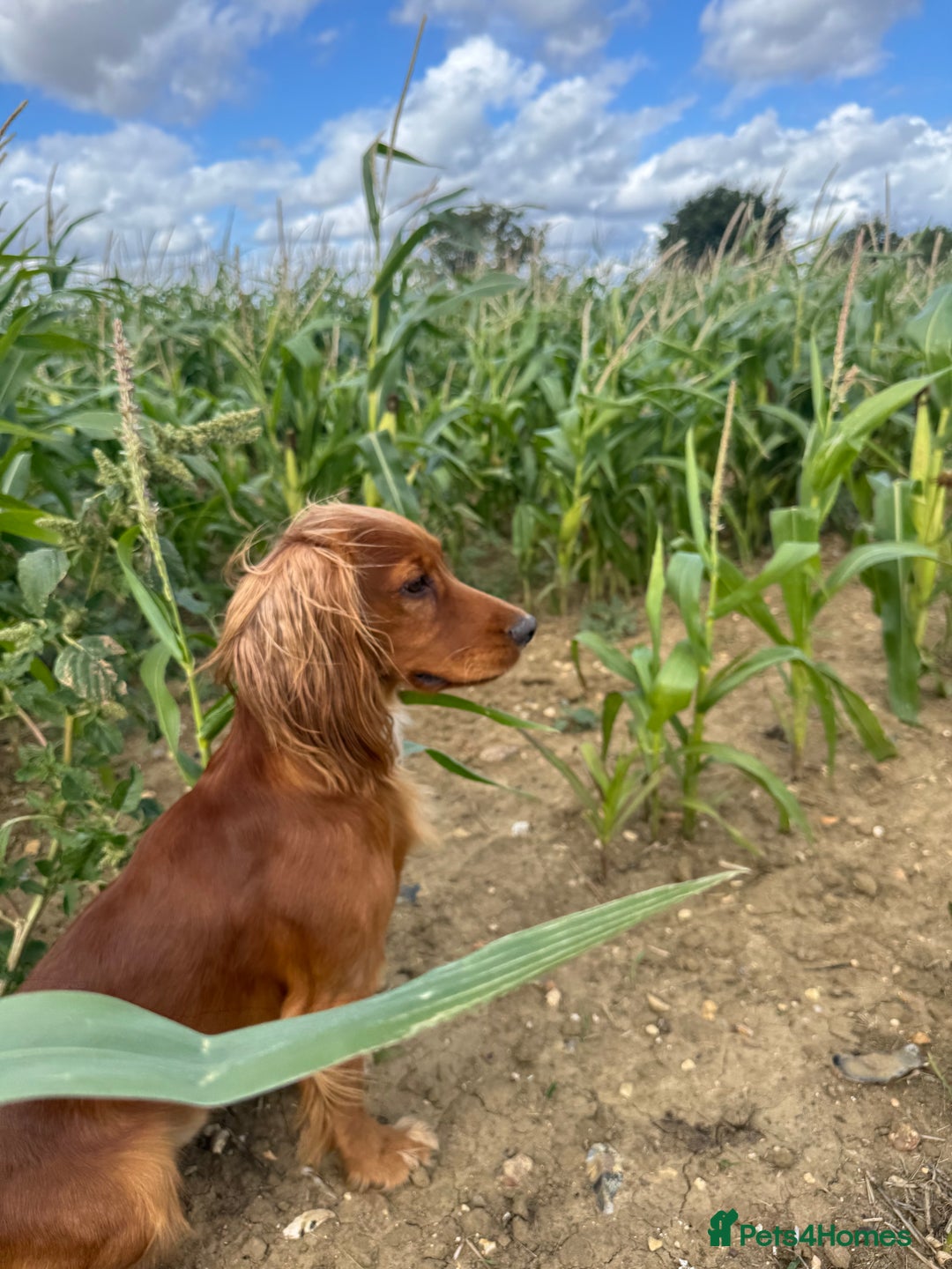 Cocker Spaniel dogs for stud: For Stud - Camsiscan Solaris Samurai  - Image 6