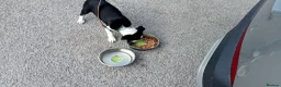 Border Collie dogs for sale: Kevin Smith in Lincoln - Advert 20