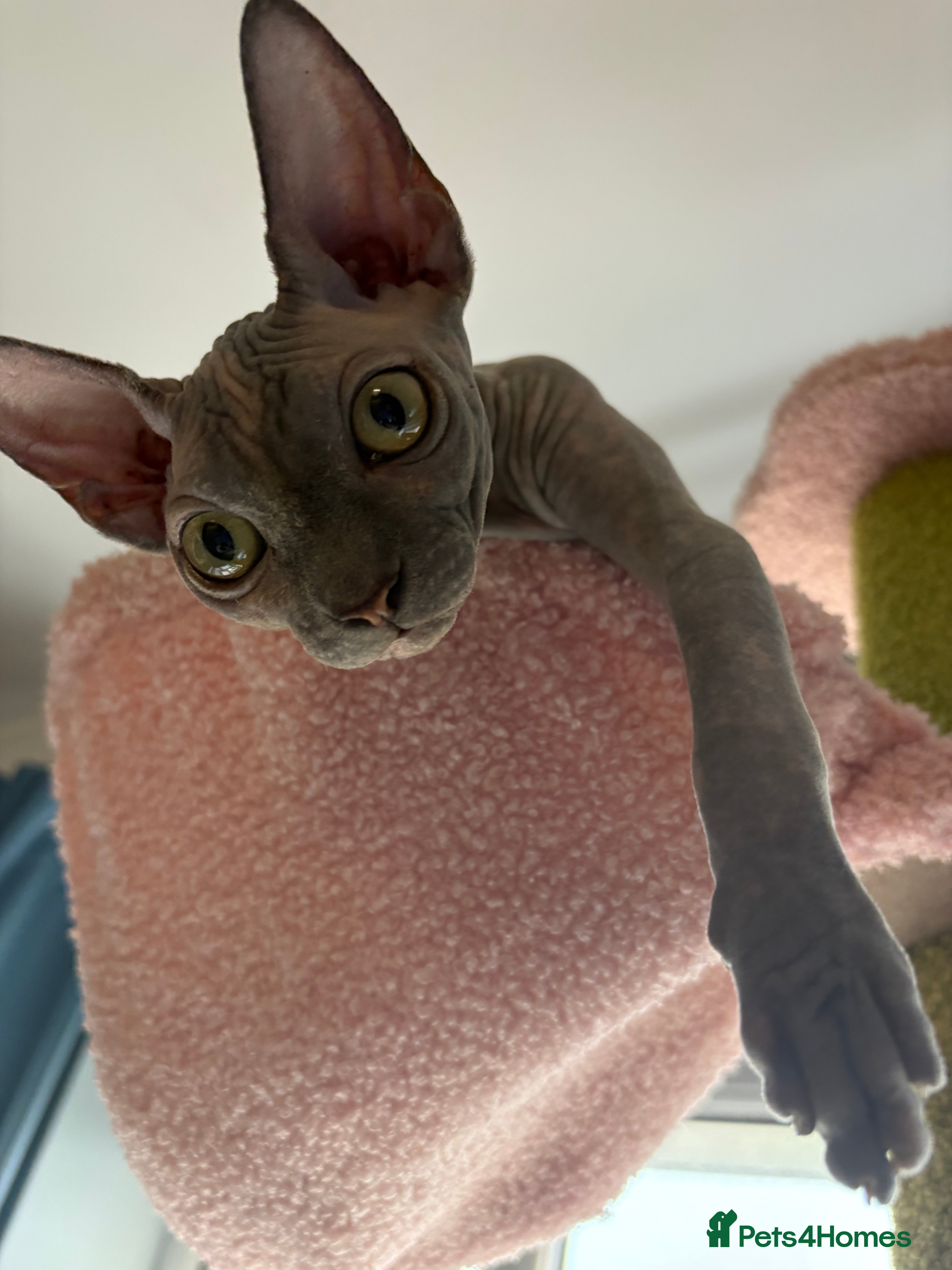 Sphynx cats Loving Sphynx kitten - Advert 1