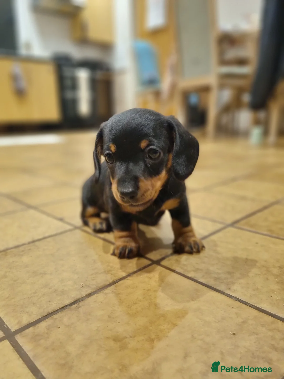 Miniature Dachshund dogs for sale: 2 gorgeous black and tan boys - Advert 6