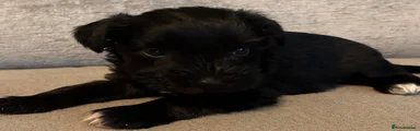 Miniature Schnauzer 5