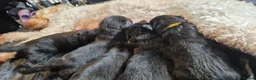 Mixed Breed dogs for sale: Stunning German shepherd mixed pups - Advert 4