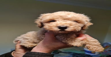 Cavapoo dogs - Advert 13