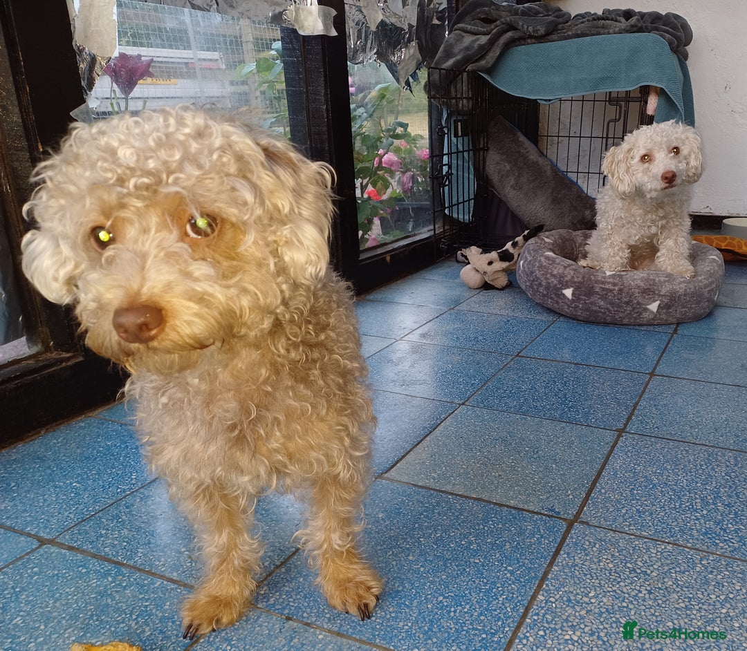 Yorkiepoo dogs for adoption: M.&K. - two inseparable friends for a Loving Home - Image 4
