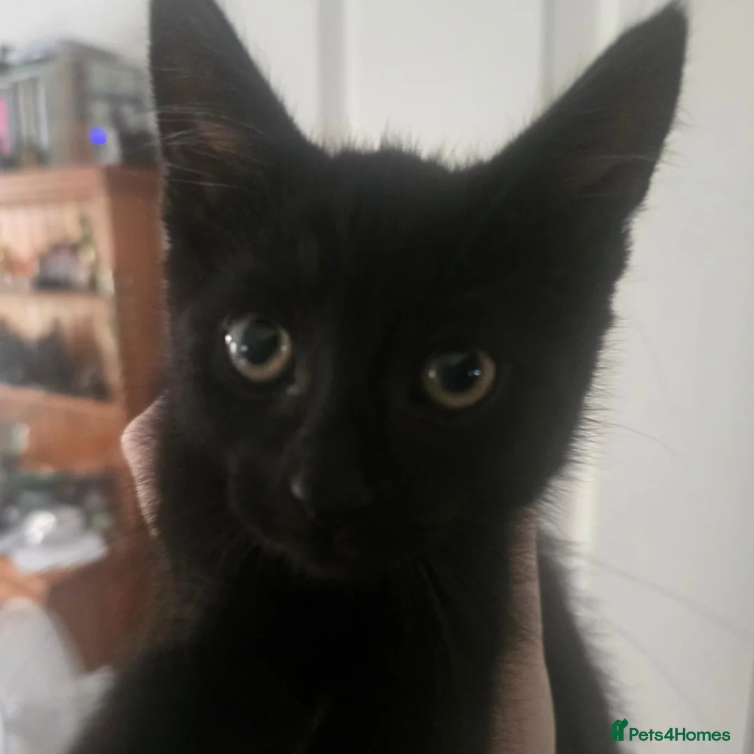 Mixed Breed cats for sale: 4 gorgeous Kittens ( Prices Vary ) - Advert 18