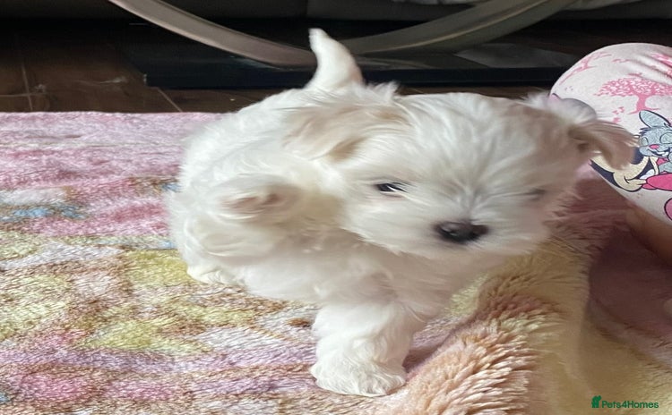 Maltese dogs - Advert 9