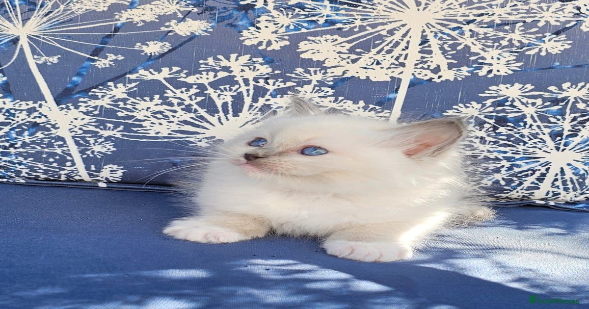 Adorable Ragdoll kittens for sale in Glasgow | Pets4Homes