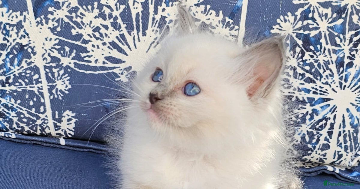 Adorable Ragdoll kittens for sale in Glasgow | Pets4Homes