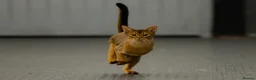 Abyssinian cats for sale: 2 beautiful Abyssinian boys  - Advert 17