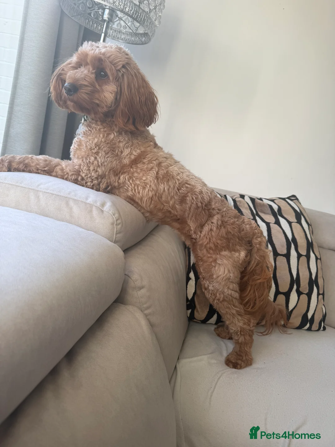 Cockapoo dogs for sale: 🐶 🐶Beautiful Red Cockapoo Puppies for Sale 🐶 - Advert 3