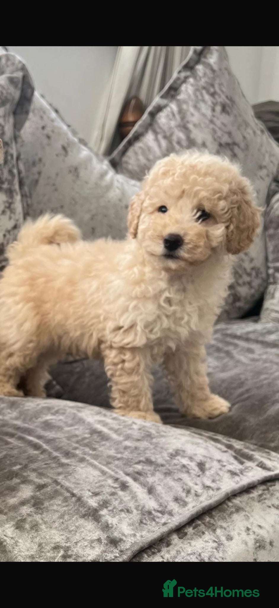 Cavapoo dogs Cavapoo F1 puppies  - Advert 2