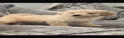 Cavapoo dogs for sale: Cavapoo F1 puppies  - Advert 19