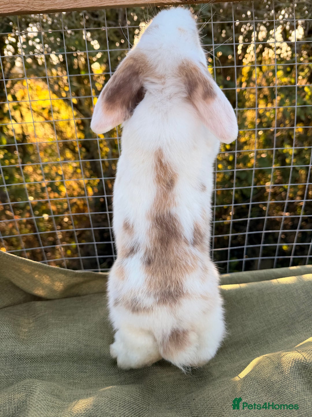 Mini Lop rabbits for sale: Mini Lop bunnies  - Advert 10