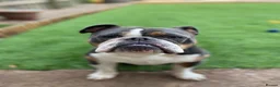 Olde English Bulldogge dogs for sale: OTEB puppies in Nottingham - Advert 1