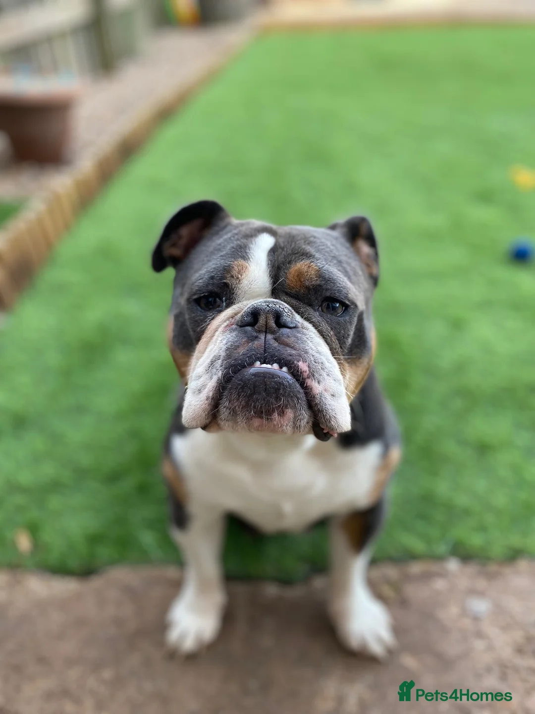 Olde English Bulldogge dogs for sale: OTEB puppies in Nottingham - Advert 1
