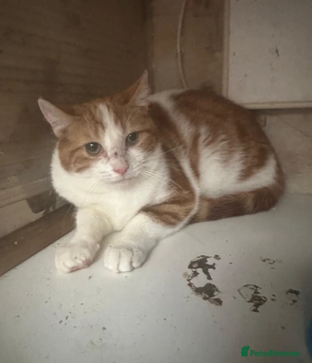 Mixed Breed cats for adoption: Oscar - Advert 1